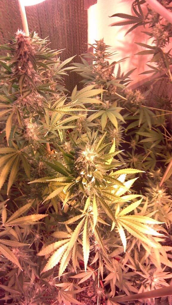 cannabisHealthServices